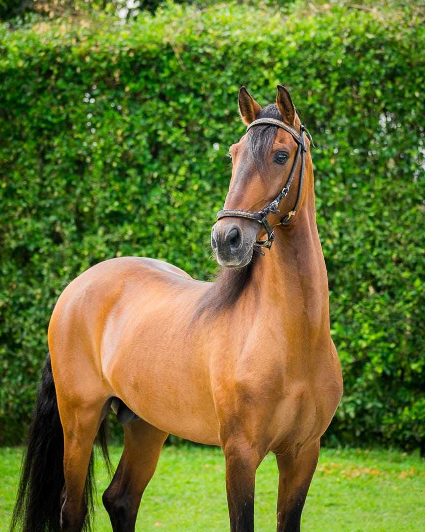 Caballo bayo en instalaciones